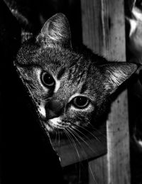Close-up portrait of a cat
