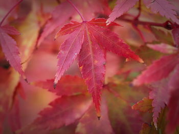 Close-up of maple leaves