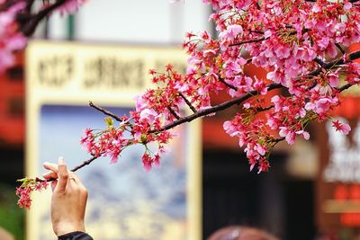 Close-up of pink flowers on tree