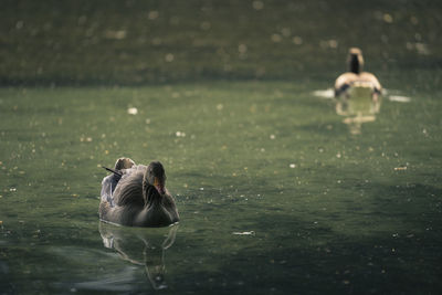 Close-up of greylag goose swimming in lake