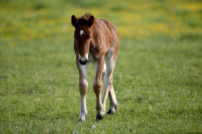 Horse standing in field