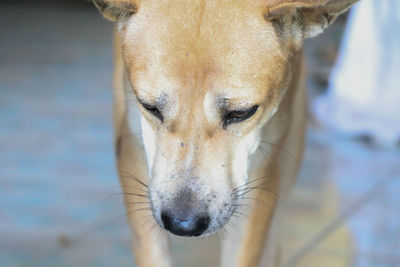 Close-up portrait of dog