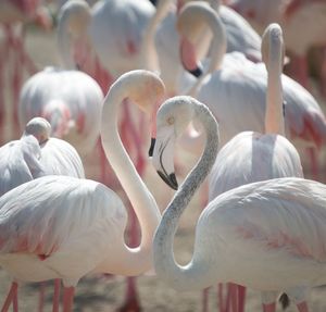 White flamingos on field