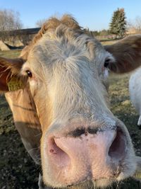 Close-up of cow on field