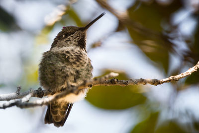 Close-up of bird perching on branch