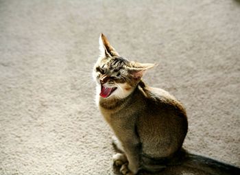 Close-up of cat yawning