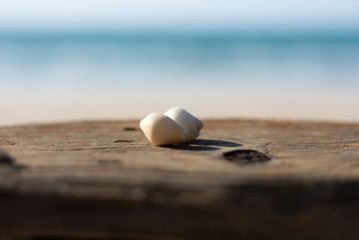 Close-up of shell on table