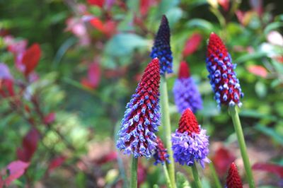 Close-up of purple flowering plant