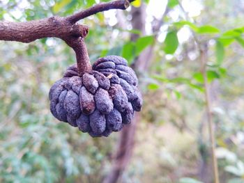 Close-up of fruit growing on tree