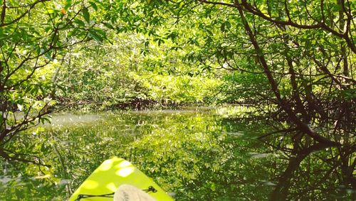 Scenic view of forest