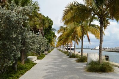 Road by palm trees against sky