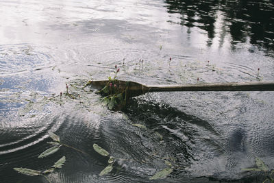 High angle view of turtle in lake