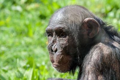 Close-up portrait of a monkey