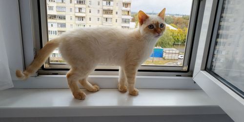 White kitten on the windowsill. background