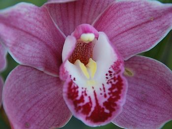 Close-up of pink orchid flower