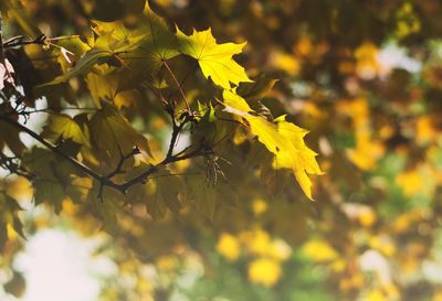 Close-up of yellow flowering plant