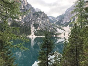 Scenic view of pine trees in forest