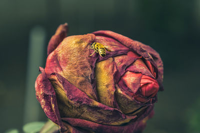 Bee on dried rose in garden