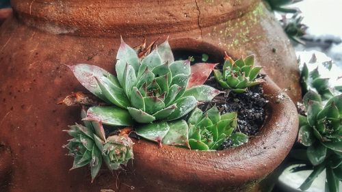 Close-up of succulent plant