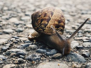 Close-up of snail