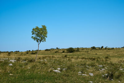 natural environment