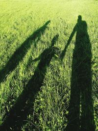 Shadow of grass on field