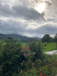 Scenic view of flowering plants on land against sky