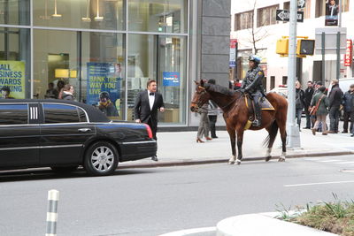 View of horses on street in city