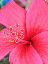 Close-up of pink day lily blooming outdoors