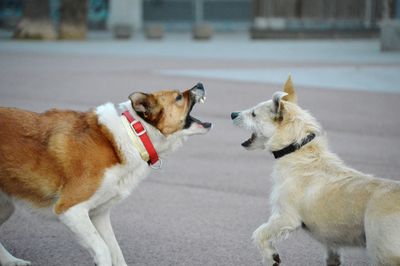 Side view of dogs looking away