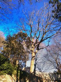 Low angle view of bare trees against clear blue sky