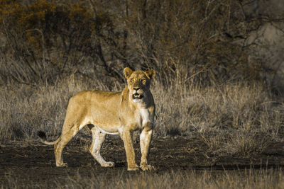 Lioness standing on land