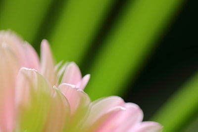 Close-up of pink flower growing in garden