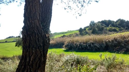 Trees on field against sky