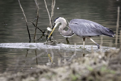 Side view of a bird in water