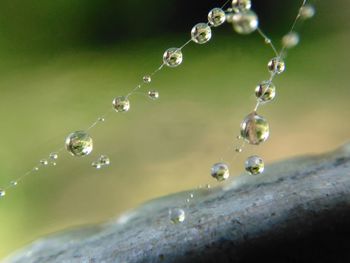 Close-up of water drops on plant