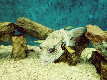 Fish swimming in tank