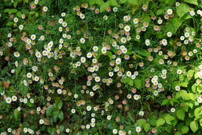 Flowers growing outdoors