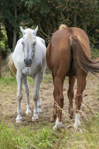 Horses in a field