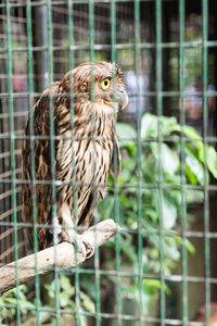 Close-up of owl perching in cage at zoo