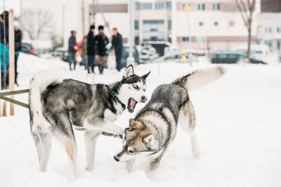 Dogs on snow