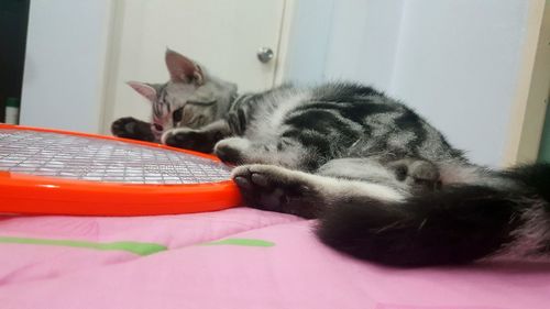 Close-up of cat sleeping