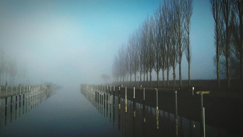 Reflection of trees in water