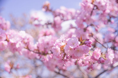 Close-up of pink cherry blossoms