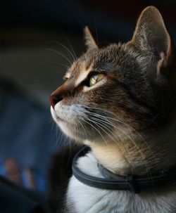 Close-up of a cat looking away