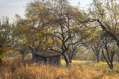 Trees on field during autumn