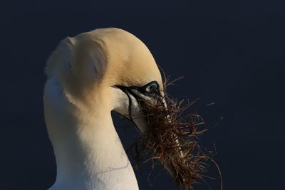 Close-up of a bird against black background