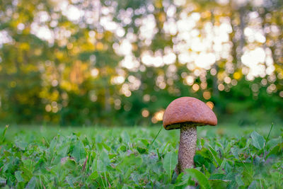 Close-up of mushroom growing on field