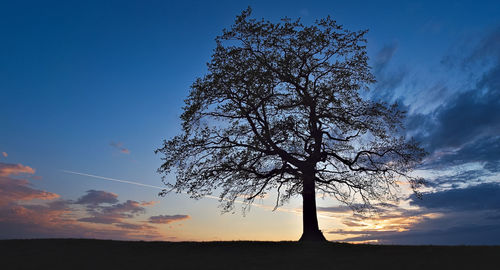 Low angle view of silhouette tree on field against sky at sunset