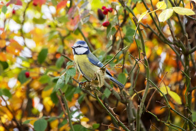 Bird perching on a tree